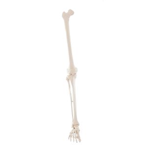 Beenskelet (femur, tibia, fibula, voet)