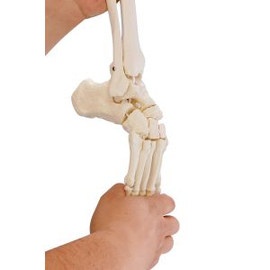 Beenskelet met halve bekken + flexibele voet