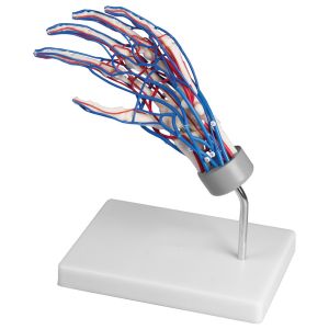 Vasculaire hand met arteriën en venen