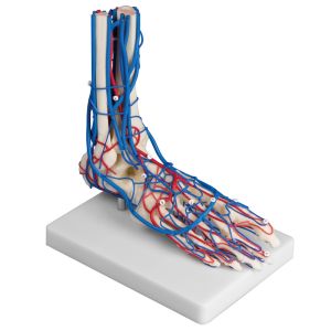 Vasculaire voet met arteriën en venen