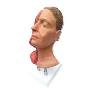 Gezichtsinjectie-trainer compleet (spier+vaat+zenuw)