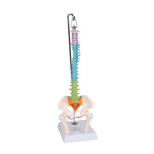 Flexibele miniatuurruggengraat, didactisch