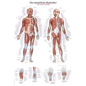 Anatomieposter "De menselijke spieren", 50 x 70 cm