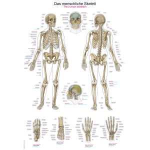 Anatomieposter "Het menselijk skelet", 50 x 70 cm