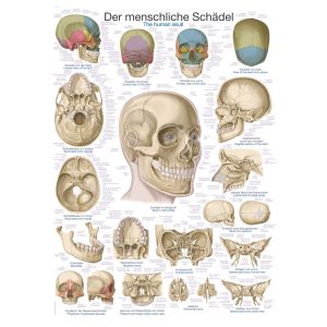 Anatomieposter "De menselijke schedel", 70 x 100 cm