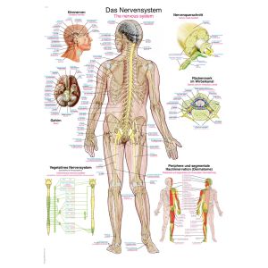 Anatomieposter "Het zenuwstelsel", 70 x 100 cm