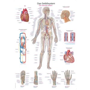 Anatomieposter "Het vaatstelsel", 70 x 100 cm
