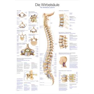 Anatomieposter "De wervelkolom", 70 x 100 cm