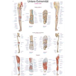 Anatomieposter "Onderste ledematen", 70 x 100 cm