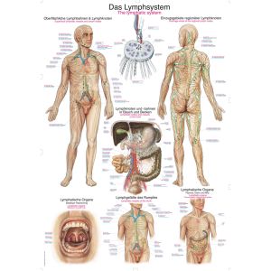 Anatomieposter "Het lymfestelsel", 70 x 100 cm