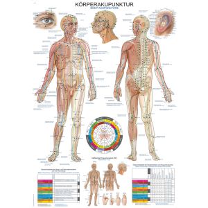 Anatomieposter "Lichaamsacupunctuur", 70 x 100 cm