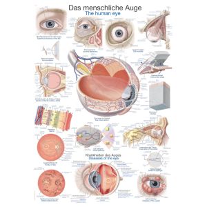 Anatomieposter "Het menselijk oog", 70 x 100 cm