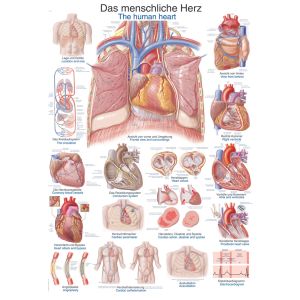 Anatomieposter "Het menselijk hart", 70 x 100 cm