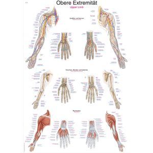Anatomieposter "Bovenste ledematen", 70 x 100 cm
