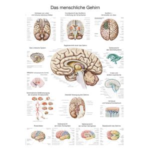 Anatomieposter "Het menselijk brein" (Duits)