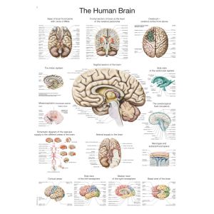 Anatomieposter "Het menselijk brein", 70 x 100 cm