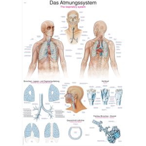 Anatomieposter "Het ademhalingsstelsel", 70 x 100 cm