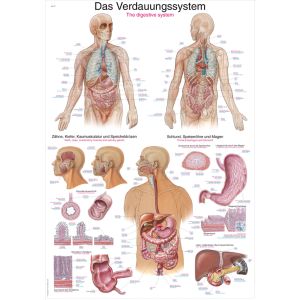 Anatomieposter "Het spijsverteringsstelsel", 70 x 100 cm