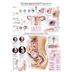 Anatomieposter "Zwangerschap", 70 x 100 cm