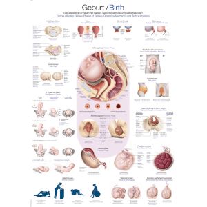 Anatomieposter "Geboorte", 70 x 100 cm