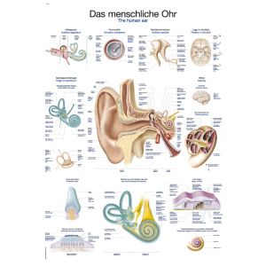 Anatomieposter "Het oor", 50 x 70 cm