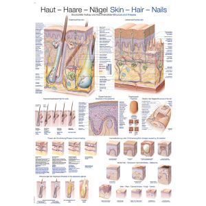Anatomieposter "Huid, haar en nagels", 50 x 70 cm