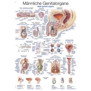 Anatomieposter "Mannelijke geslachtsorganen", 50 x 70 cm