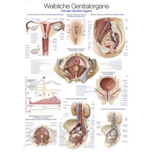 Anatomieposter "Vrouwelijke geslachtsorganen", 50 x 70 cm