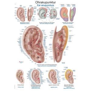 Acupunctuurposter "Ooracupunctuur", 50 x 70 cm