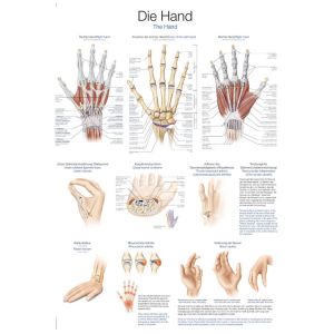 Anatomieposter "De hand", 50 x 70 cm