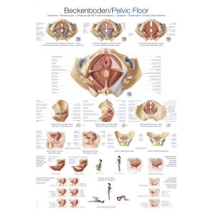 Anatomieposter "De bekkenbodem", 50 x 70 cm