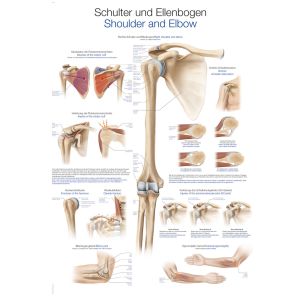 Anatomieposter "Schouder en elleboog", 50 x 70 cm