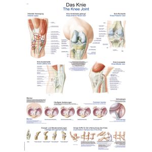 Anatomieposter "De knie", 50 x 70 cm