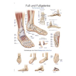 Anatomieposter "Voet en enkel", 50 x 70 cm