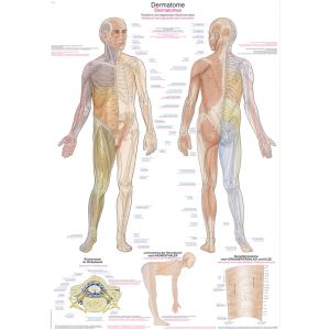 Anatomieposter "Dermatomen", 50 x 70 cm