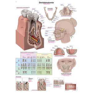 Anatomieposter "Tandanatomie", 50 x 70 cm