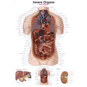 Anatomieposter "Inwendige organen", 50 x 70 cm