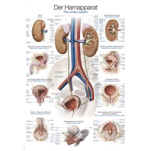 Anatomieposter "Het urinesysteem"
