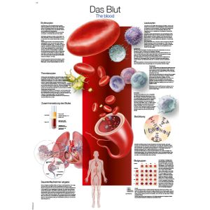 Anatomieposter "Het bloed", 50 x 70 cm