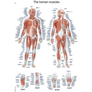 Laminated anatomieposter "De menselijke spieren", 50 x 70 cm