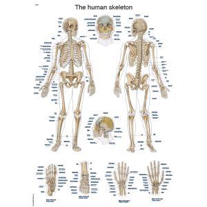 Laminated anatomieposter "Het menselijk skelet", 50 x 70 cm