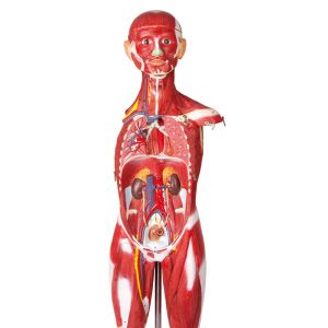 Gespierd figuur, 30 delen, 85 cm