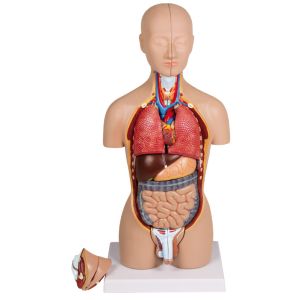 Miniatuur torso, 16-delig, dubbel geslacht