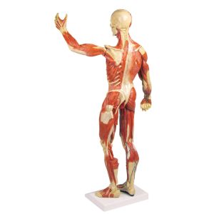 Gespierd figuur, 1/3 levensgroot