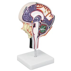 Cerebrospinale vloeistofcirculatie