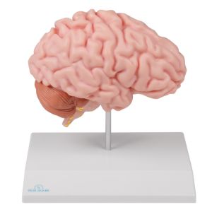Anatomische hersenhelft, levensgroot - EZ Augmented Anatomy