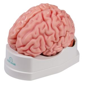 Anatomisch hersenmodel, levensgroot, 5 delen