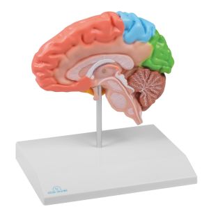 Regionale hersenhelft, levensgroot - EZ Augmented Anatomy