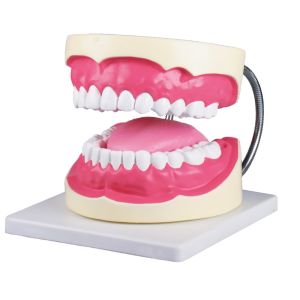 Mondhygiënemodel 3 keer levensgroot
