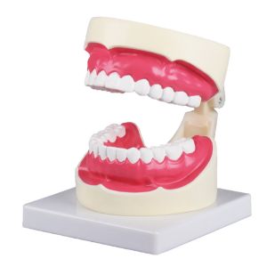 Mondhygiënemodel 1,5 keer levensgroot